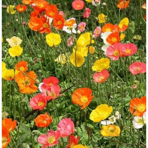 Papaver nudicaule