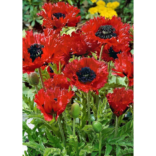 Papaver orientale 'Türken Louis'