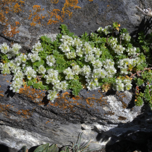 Paronychia kapela serpyllifolia