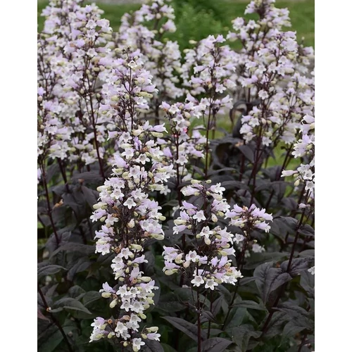 Penstemon digitalis 'Onyx and Pearl'