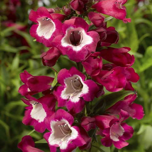 Penstemon hartwegii 'Phoenix Magenta'