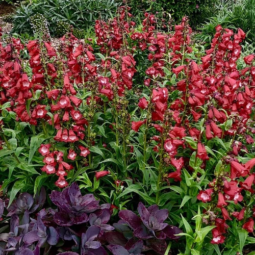Penstemon hartwegii 'Phoenix Red'