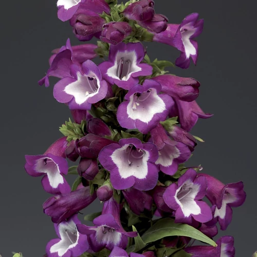 Penstemon hartwegii 'Phoenix Violet'