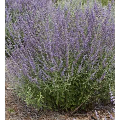 Sudárzsálya kék - Perovskia atriplicifolia 'Prime Time' 20/30cm K14cm