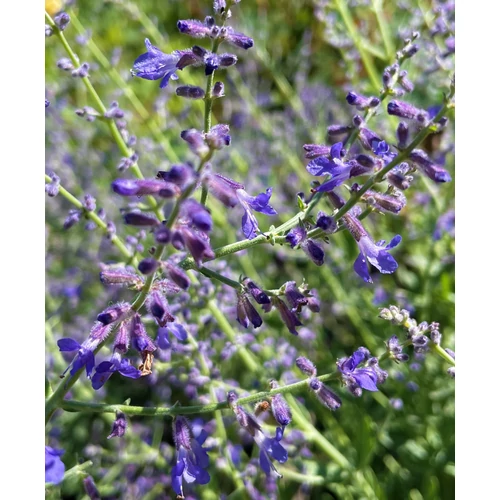 Sudárzsálya törpe - Perovskia atriplicifolia 'Zephyr Blue' 20/30cm K14cm