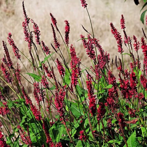 Keserűfű szárölelő kárminpiros - Persicaria amplexicaulis 'Dark Red' 20/30cm K14cm