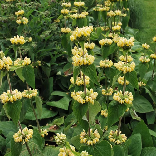 Phlomis russeliana