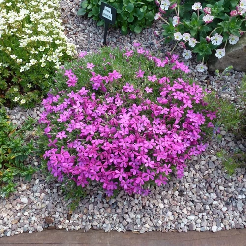 Phlox douglasii 'Crackerjack'