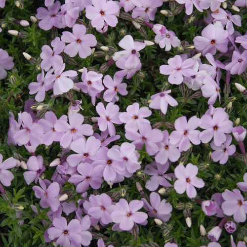 Phlox douglasii 'Lilac Cloud'