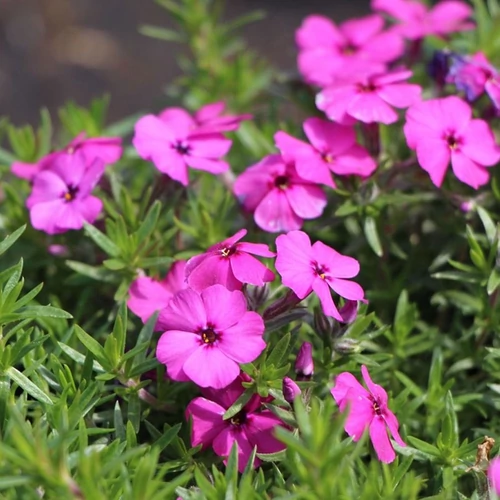 Phlox douglasii 'Red Admiral'