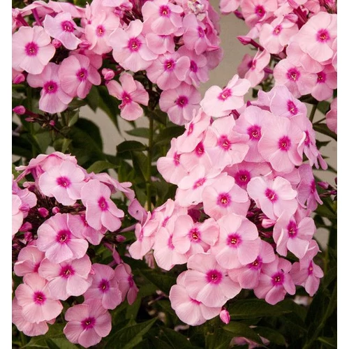 Phlox paniculata 'Herbstwalzer'