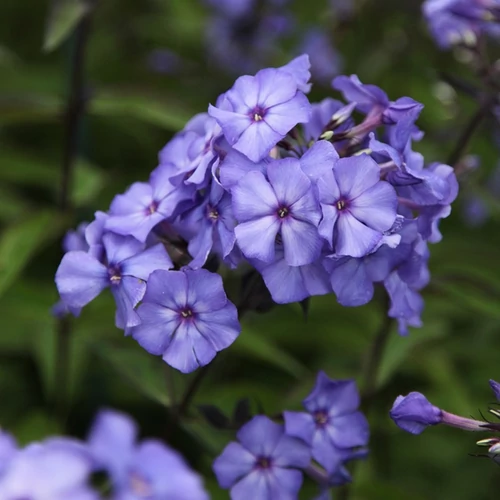 Phlox paniculata 'Blue Paradise'