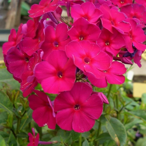 Phlox paniculata 'Kirchenfürst'