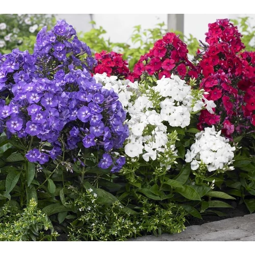Phlox paniculata