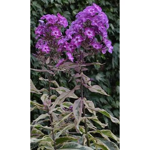 Lángvirág bugás fehértarka levelű mályva-rózsaszín virágú - Phlox paniculata 'Olympia' 20/30cm K14cm