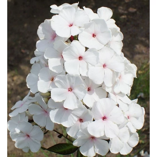 Phlox paniculata 'Popeye'