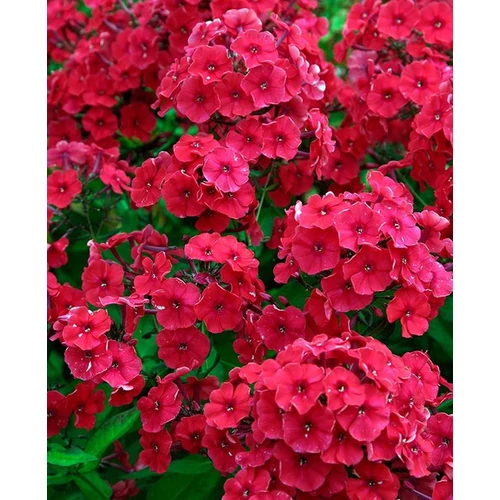 Phlox paniculata 'Red riding hood'