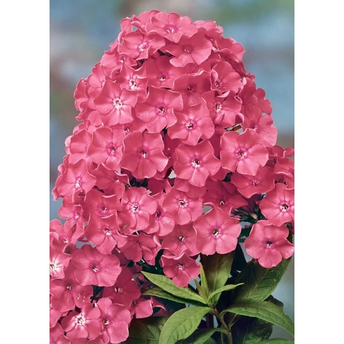 Phlox paniculata 'Rijnstroom'