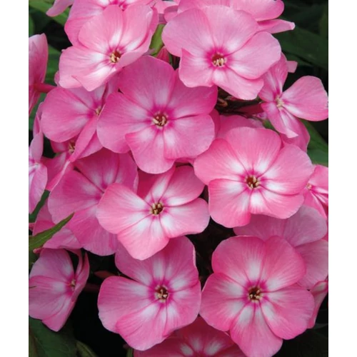 Phlox paniculata 'Sweet Summer Candy'