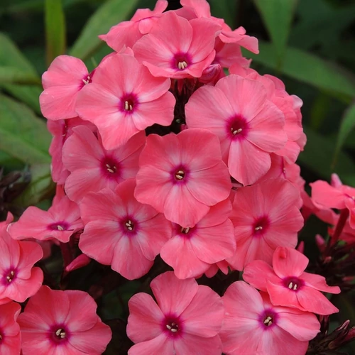 Phlox paniculata 'Sweet Summer Dream'
