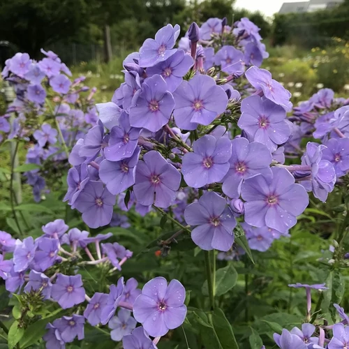 Phlox paniculata 'Sweet Summer Ocean'