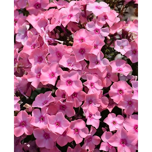 Phlox paniculata 'Sweet Summer Queen'