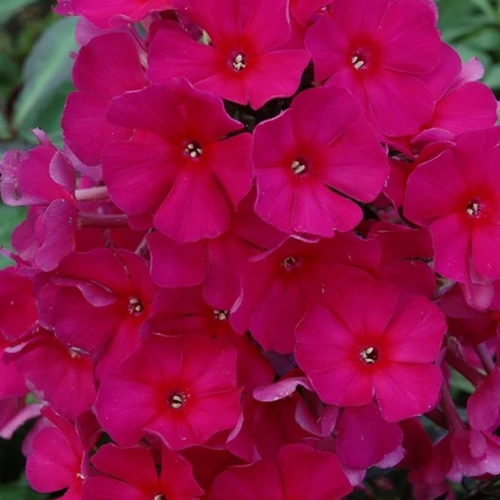 Phlox paniculata 'Sweet Summer Wine'
