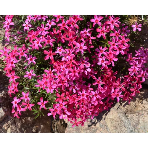 Phlox subulata 'Atropurpurea'