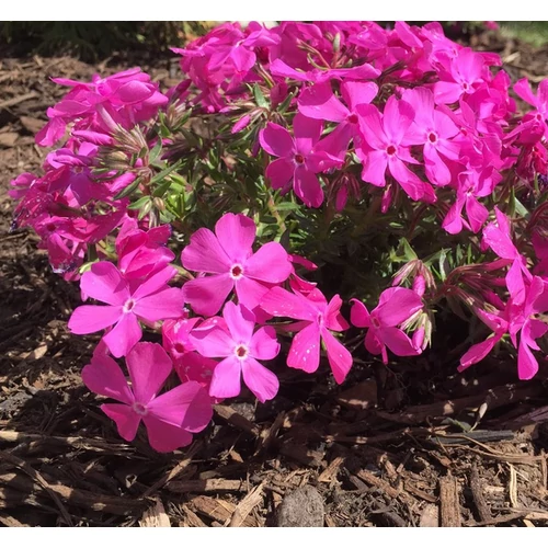 Phlox subulata 'Drummond Pink'