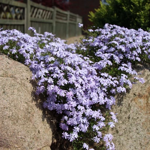 Phlox subulata 'Emerald Cushion Blue'
