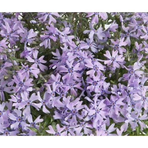 Phlox subulata 'Fabulous Blue Dark Center'