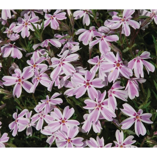 Phlox subulata 'Kimono Pink White'