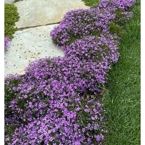 Phlox subulata 'Purple Beauty'