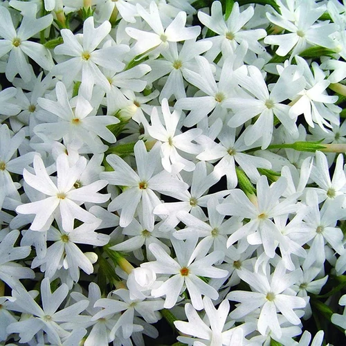Phlox subulata 'Snowflake'