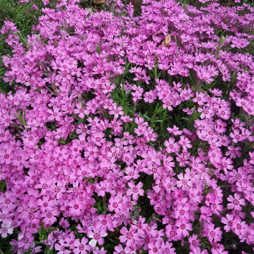 Phlox subulata 'Zwergenteppich'
