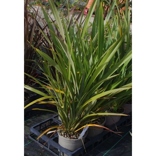 Phormium tenax