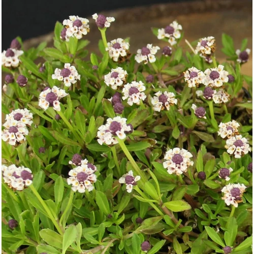Phyla nodiflora 'Summer Pearls'