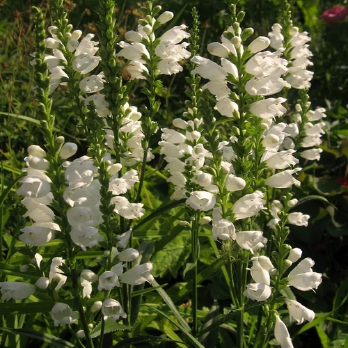 Physostegia virginiana 'Alba'