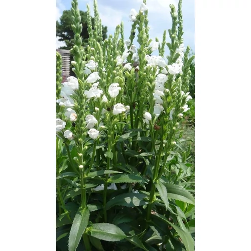 Physostegia virginiana 'Crystal Peak White'