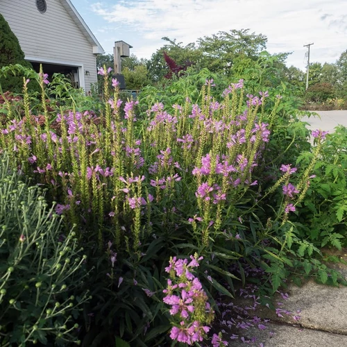 Physostegia virginiana 'Vivid'