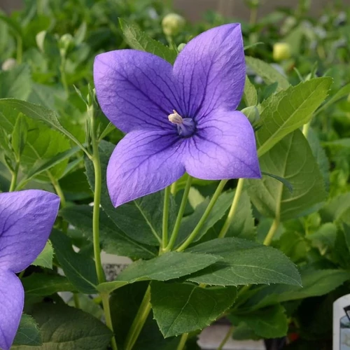 Platycodon grandiflorus 'Astra Blue'