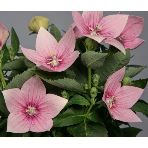 Platycodon grandiflorus 'Astra Pink'