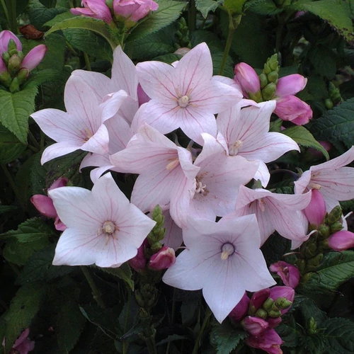 Platycodon grandiflorus 'Astra Rose'