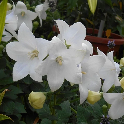 Platycodon grandiflorus 'Astra White'