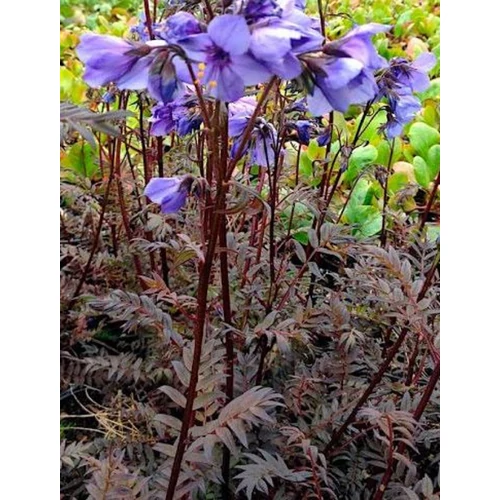Polemonium yezoense 'Bressingham Purple'