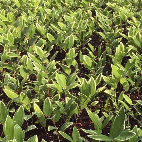 Polygonatum multiflorum 'Variegatum'