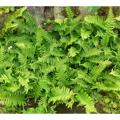 Polypodium vulgare