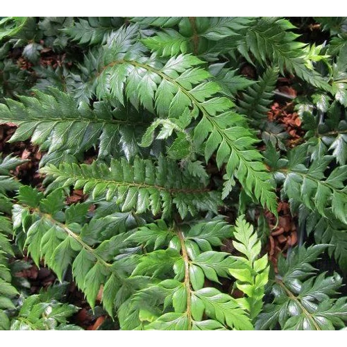 Páfrány vese - Polystichum neolobatum 30/40cm K4l