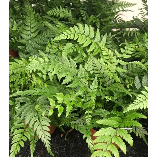 Páfrány szikla koreai - Polystichum tsus-simense 30/40cm K4l