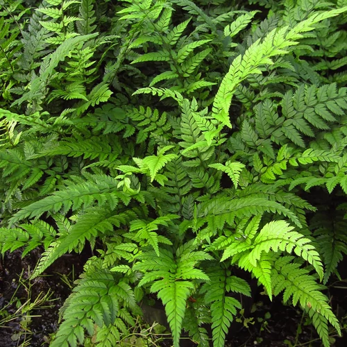 Polystichum tsussimense